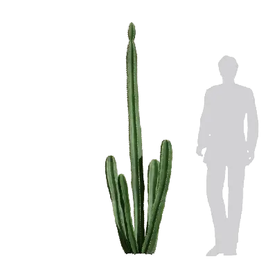 Hylocereus undatus 06