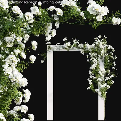 Modern Climbing Plants