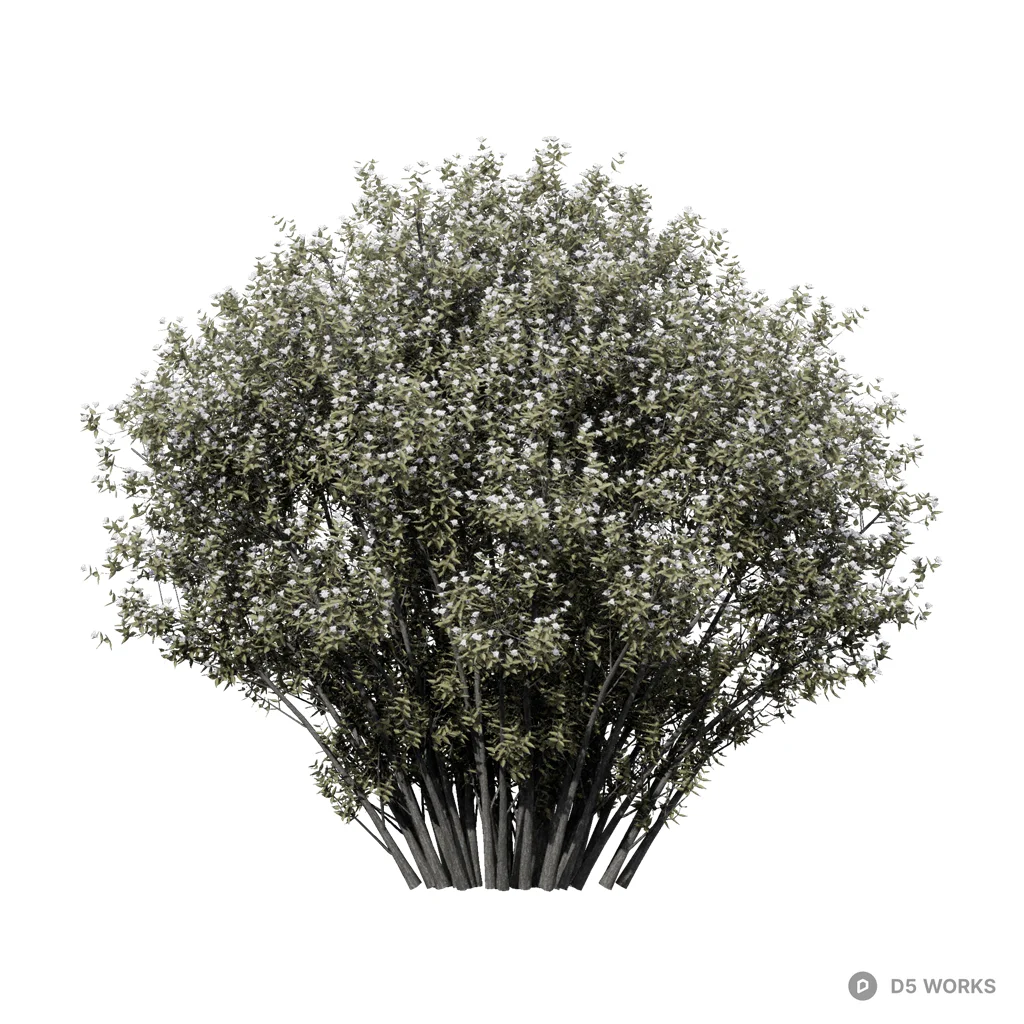Model D5