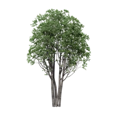 Cinnamomum camphora clump 03