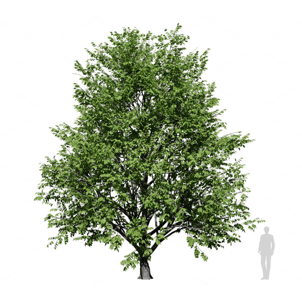 Broadleaf Tree Betula alleghaniensis 05