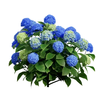 Endless Summer Hydrangea 01 3d model