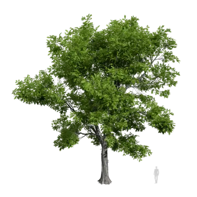 Robinia pseudoacacia 02