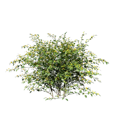 Kerria japonica 04