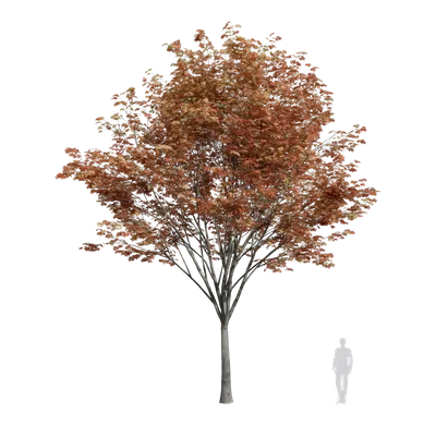 Zelkova serrata 11 3d model