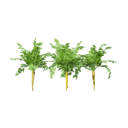 Crops Carrot 03