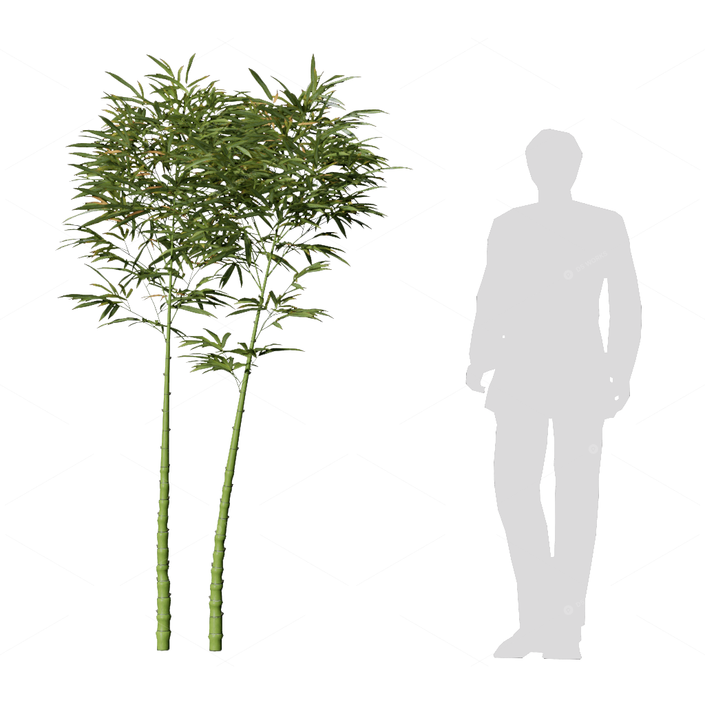 Other Botanicals 3D Models