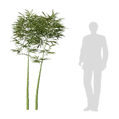 Phyllostachys aurea 06