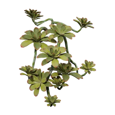 Echeveria brave 05