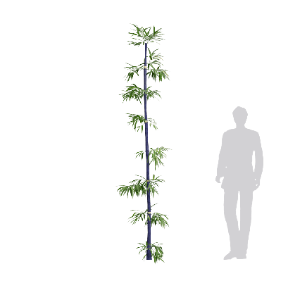 Bamboo Bambusa lako 05