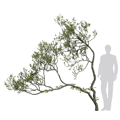 Miscellaneous trees 17