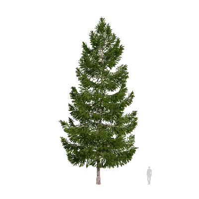 Picea asperata Mast 08 3d model