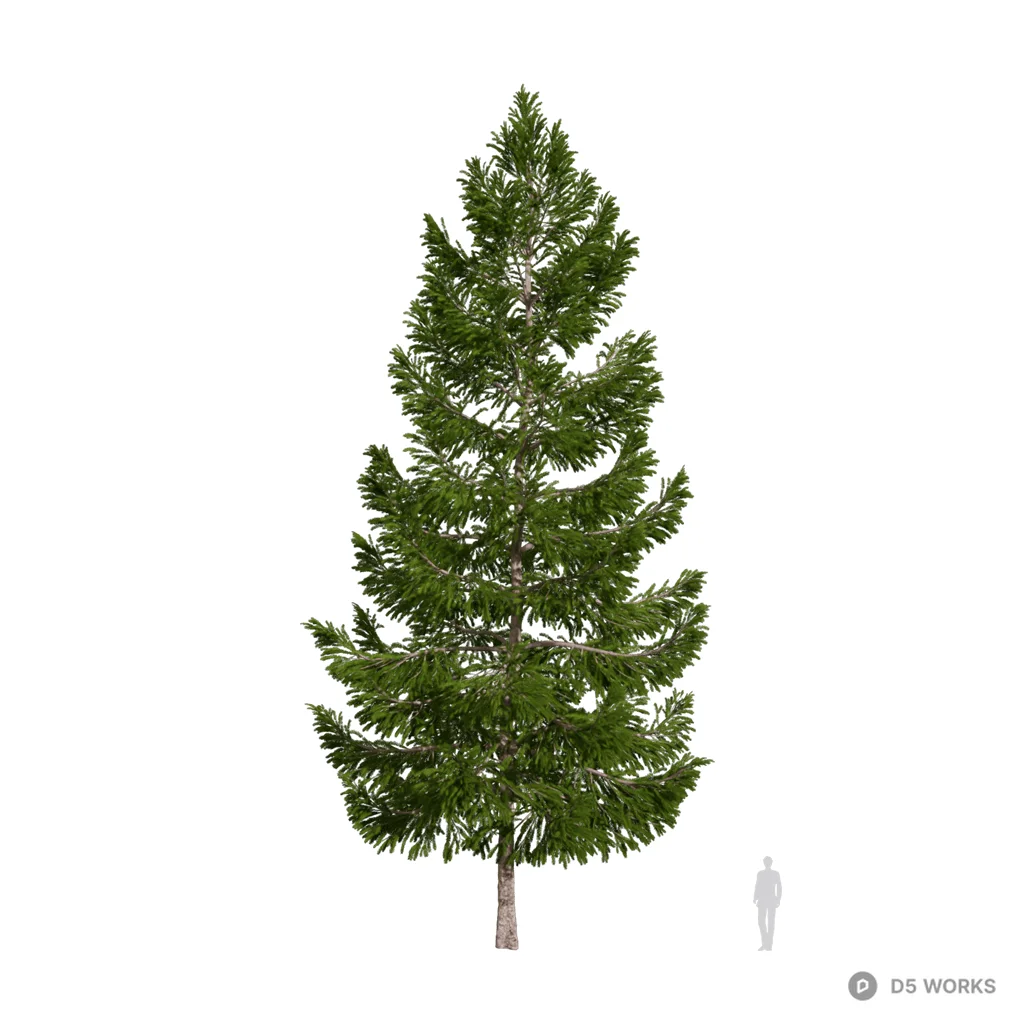Picea asperata Mast 08 3d model - Image 1
