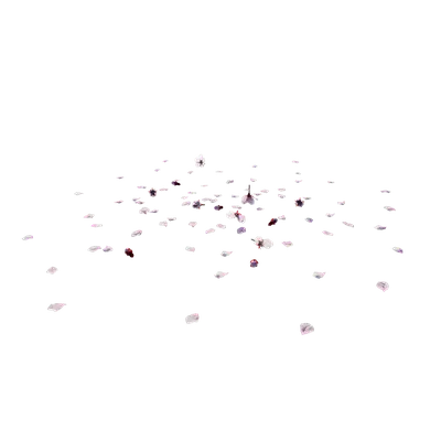 Peach blossom petals