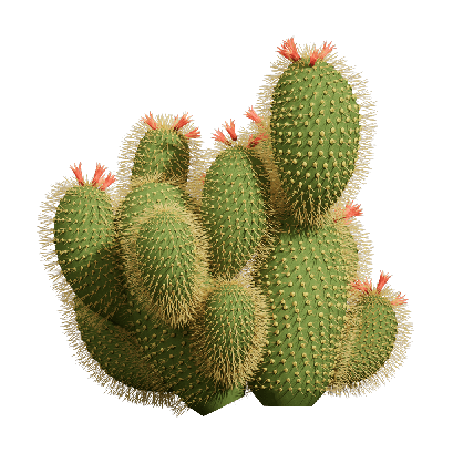 Xerophytes Cactus 02