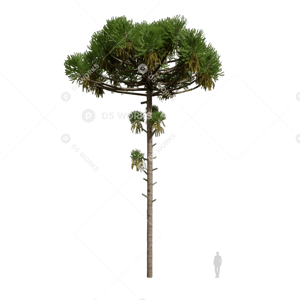 Aurelua Tree Araucaria angustifolia 01