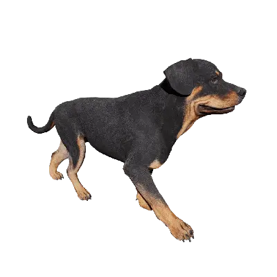 Dog 03 Walk 3d model