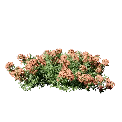 Ixora coral malay 07 3d model