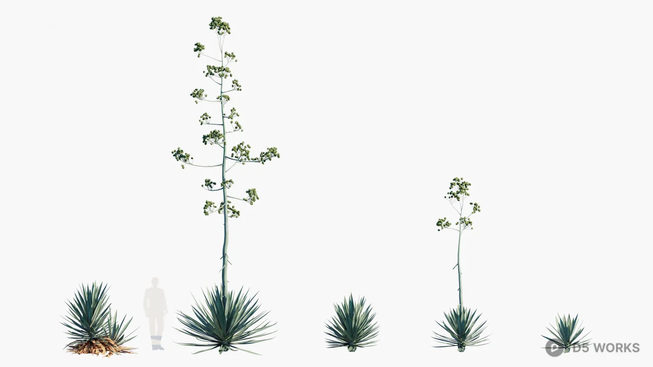 Succulent Plant With Flowering Stem 3d model - Image 1
