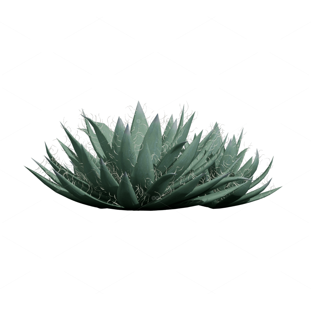 Xerophyte Plants 3D Models