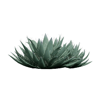 Xerophytes Agave filifera 04