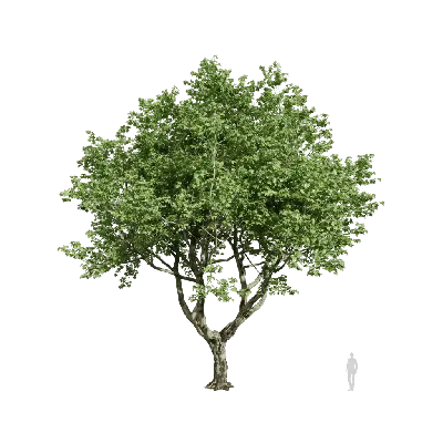 Platanus orientalis 09