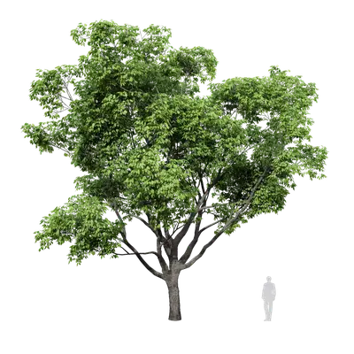 Cinnamomum camphora 06