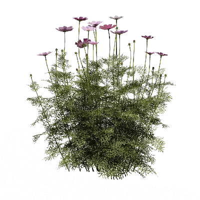 Cosmos bipinnatus 07