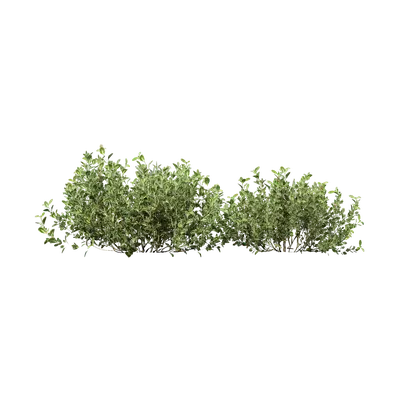 Thymus mongolicus 05