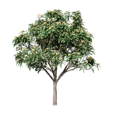 Eriobotrya japonica 03