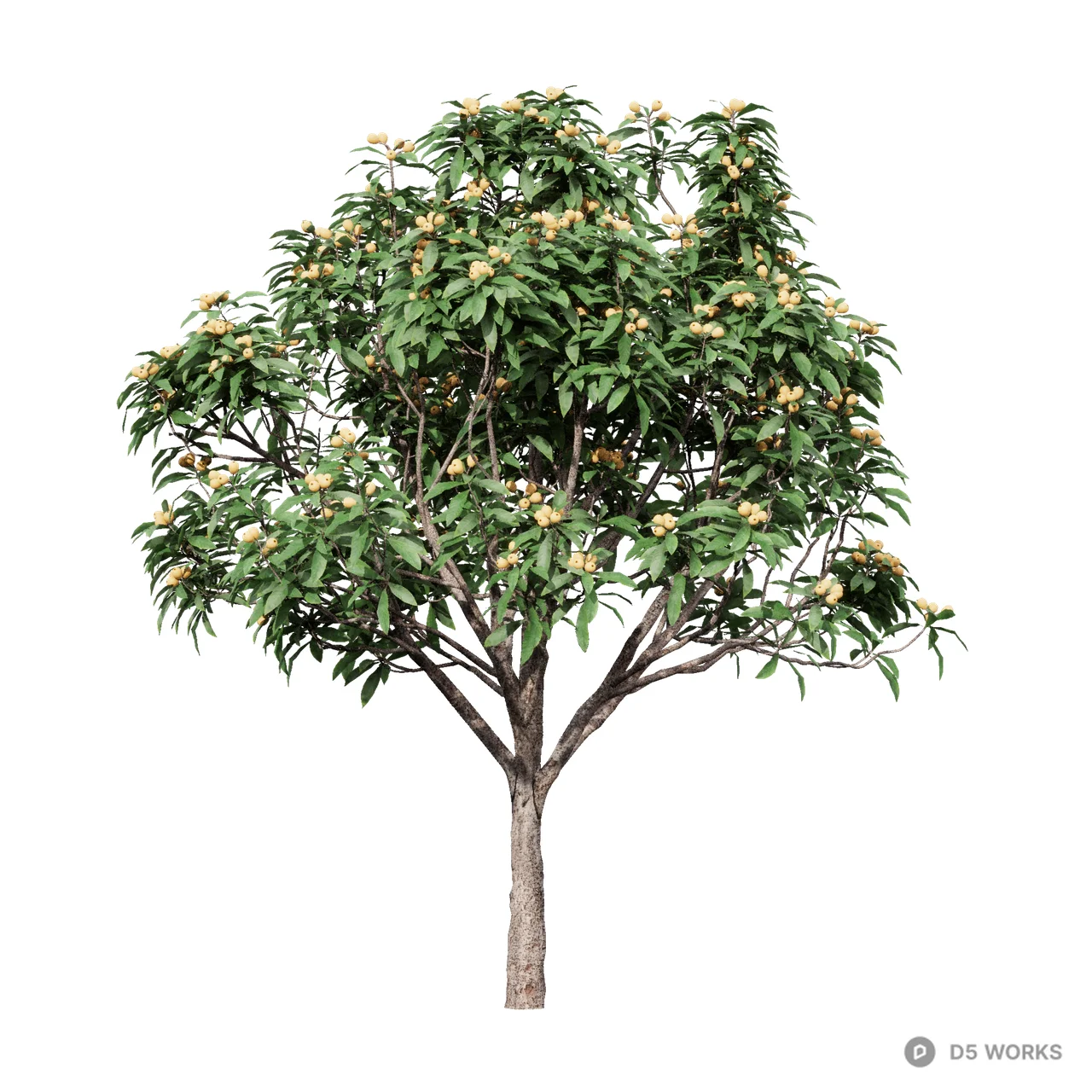 Eriobotrya japonica 03 3d model - Image 1