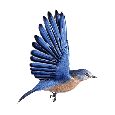 Bluebird fly