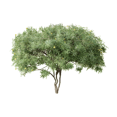 Shrub Cascabela thevetia 09