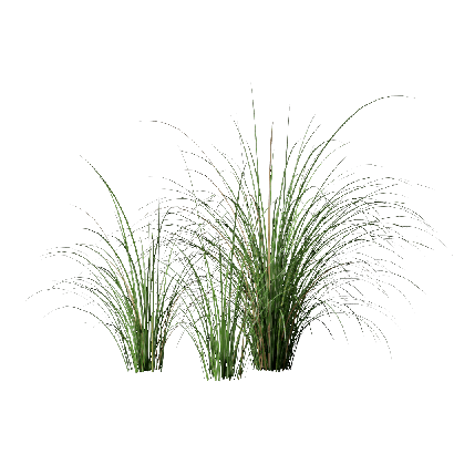Grass Miscanthus sinensis 03