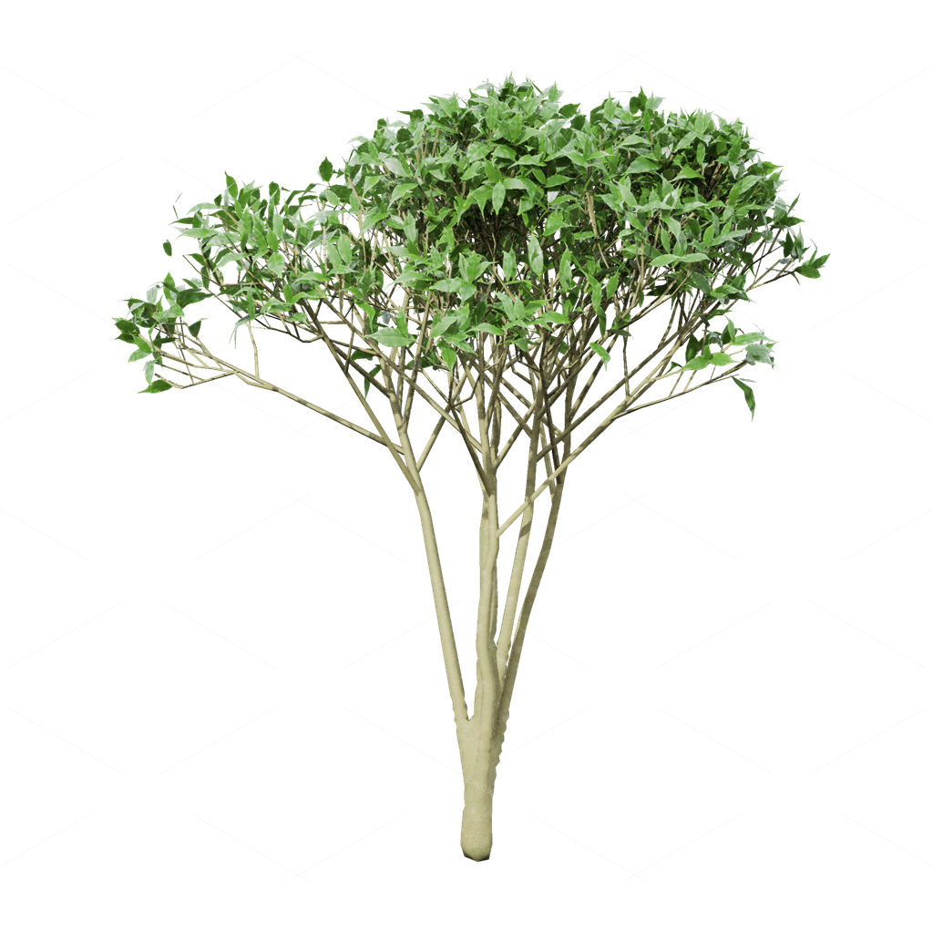 Crops 3D Models