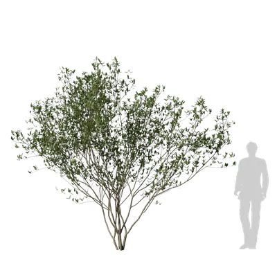 Ligustrum vulgare 06