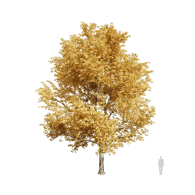 Platanus orientalis 04