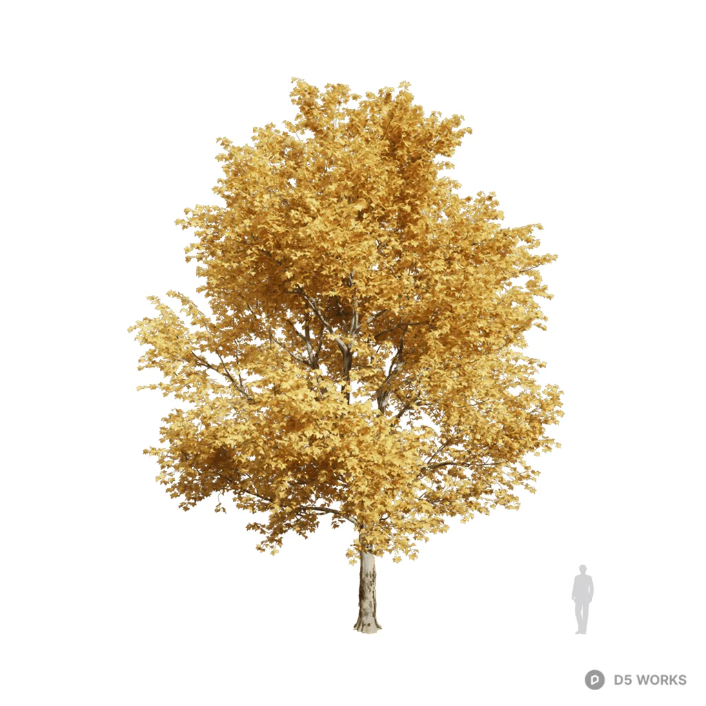 Platanus orientalis 04 3d model - Image 1