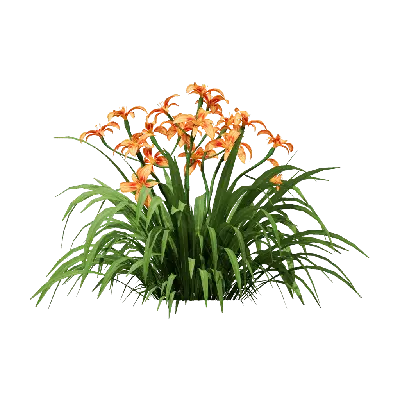 Hemerocallis hybrida 01