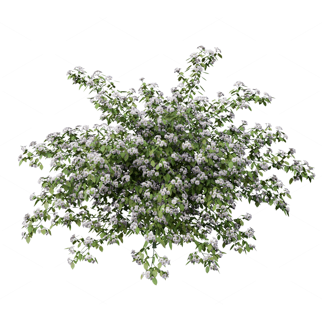 Climbing Plants 3D Models