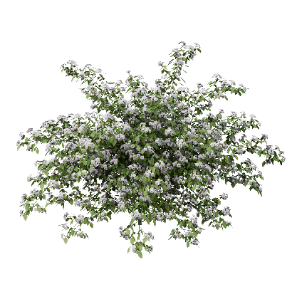 Climbing Plants Rosa cymosa 01