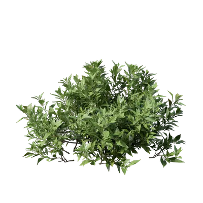 Gardenia jasminoides 06