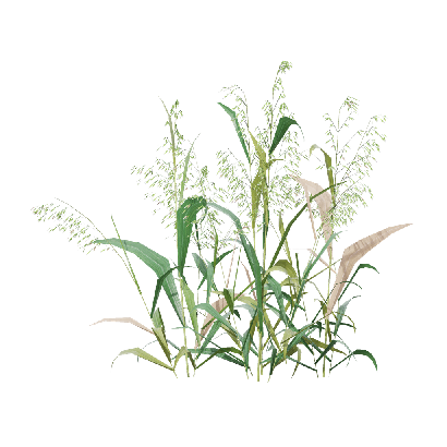 Crops Avena sativa 06