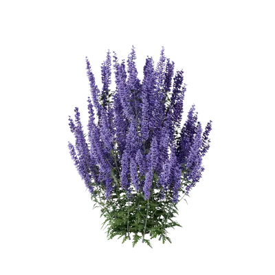 Perovskia atriplicifolia 03