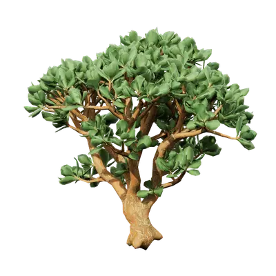 Crassula arborescens 05