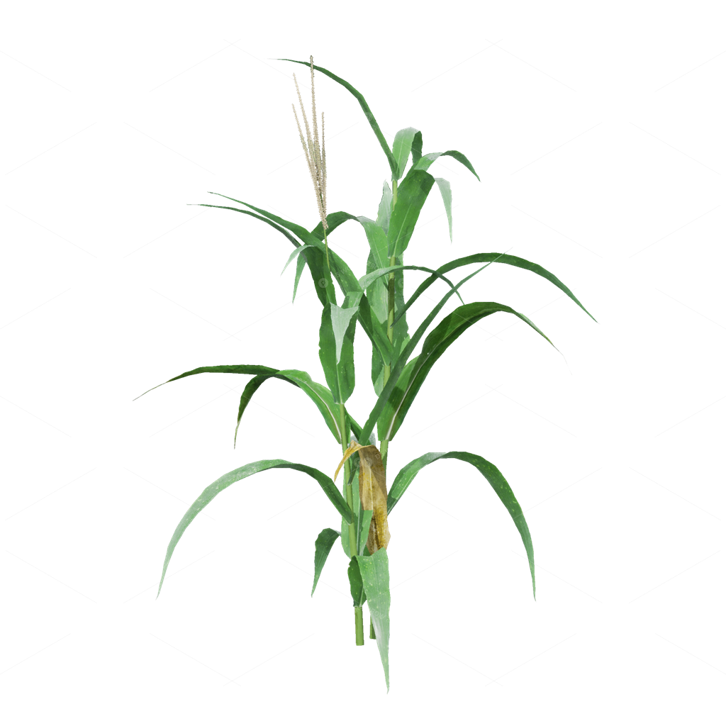 Crops 3D Models