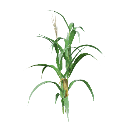 Crops Zea mays 01