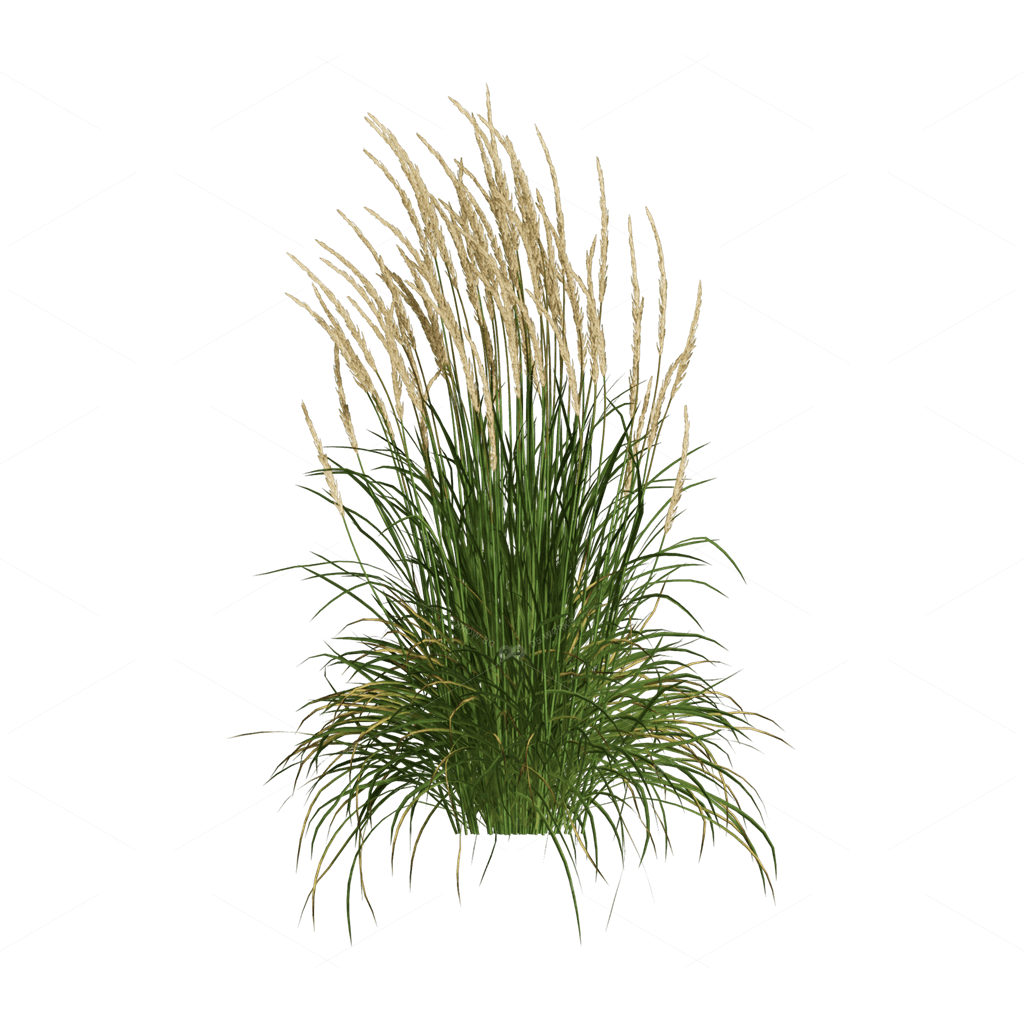 Flowers 3D Models