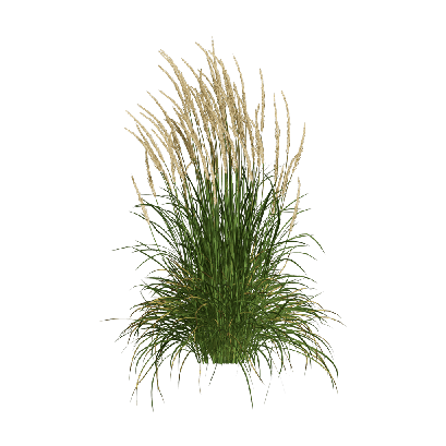 Grass Calamagrostis acutiflora 03
