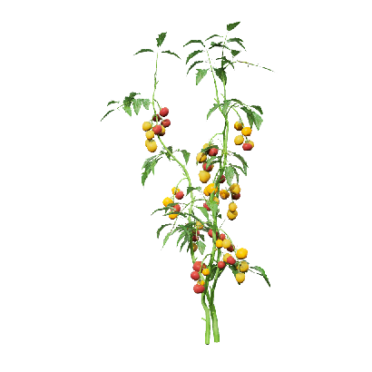 Crops Solanum lycopersicum 09